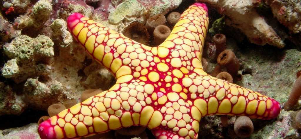 Fromia monilis