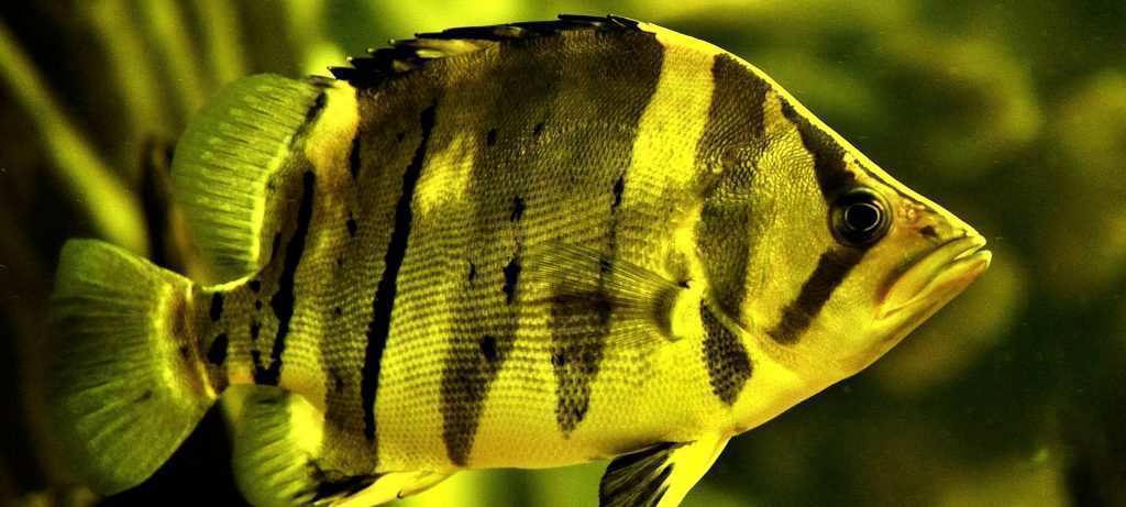 Dataniaides microlepis