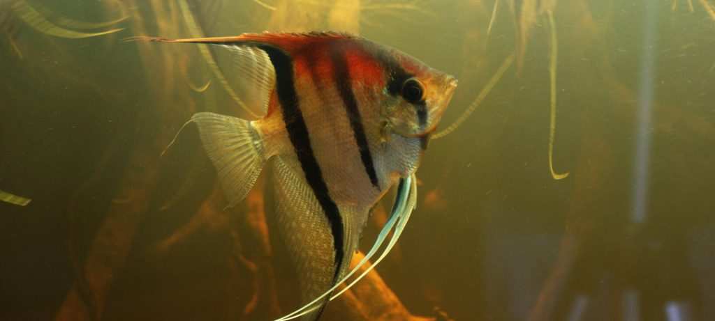 Skalar Manacapuru