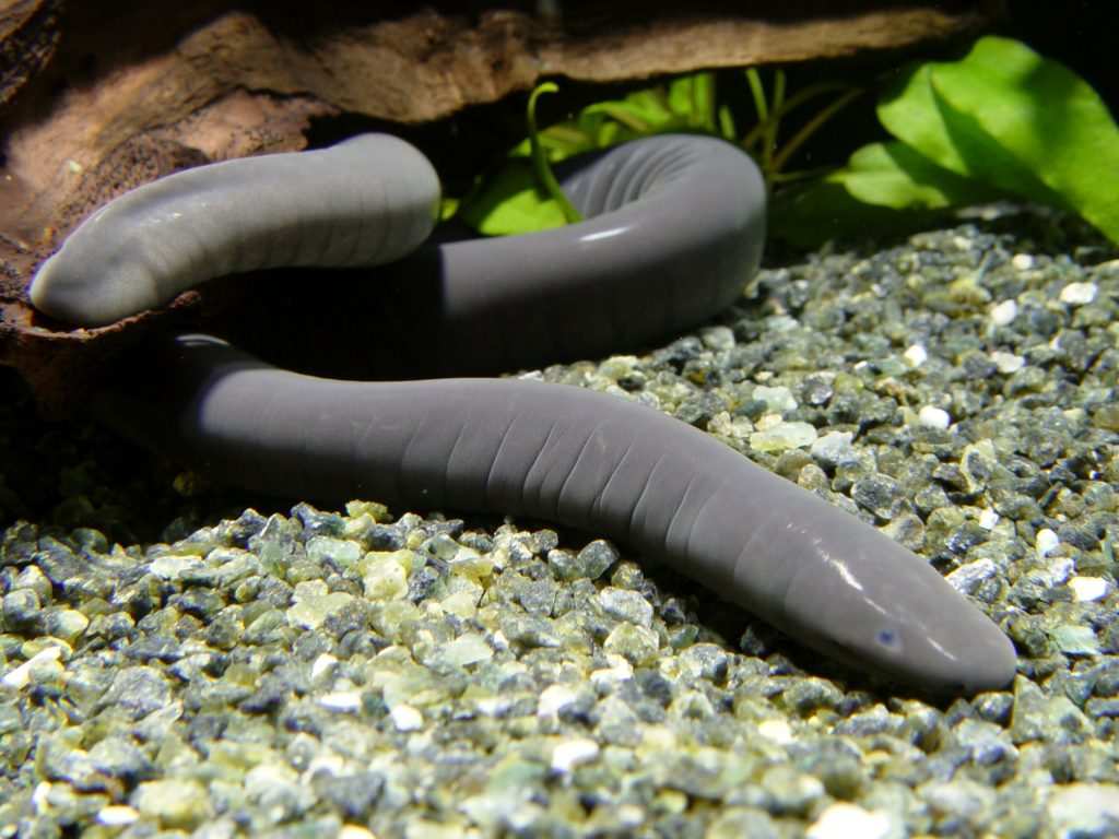 Płazowiec kolumbijski (Typhlonectes natans)