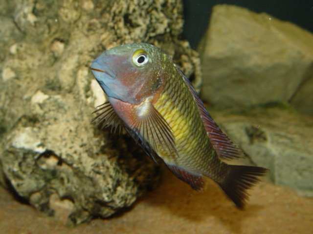 Tropheus sp. Muzi. Źródło akvaryumculuk.biz