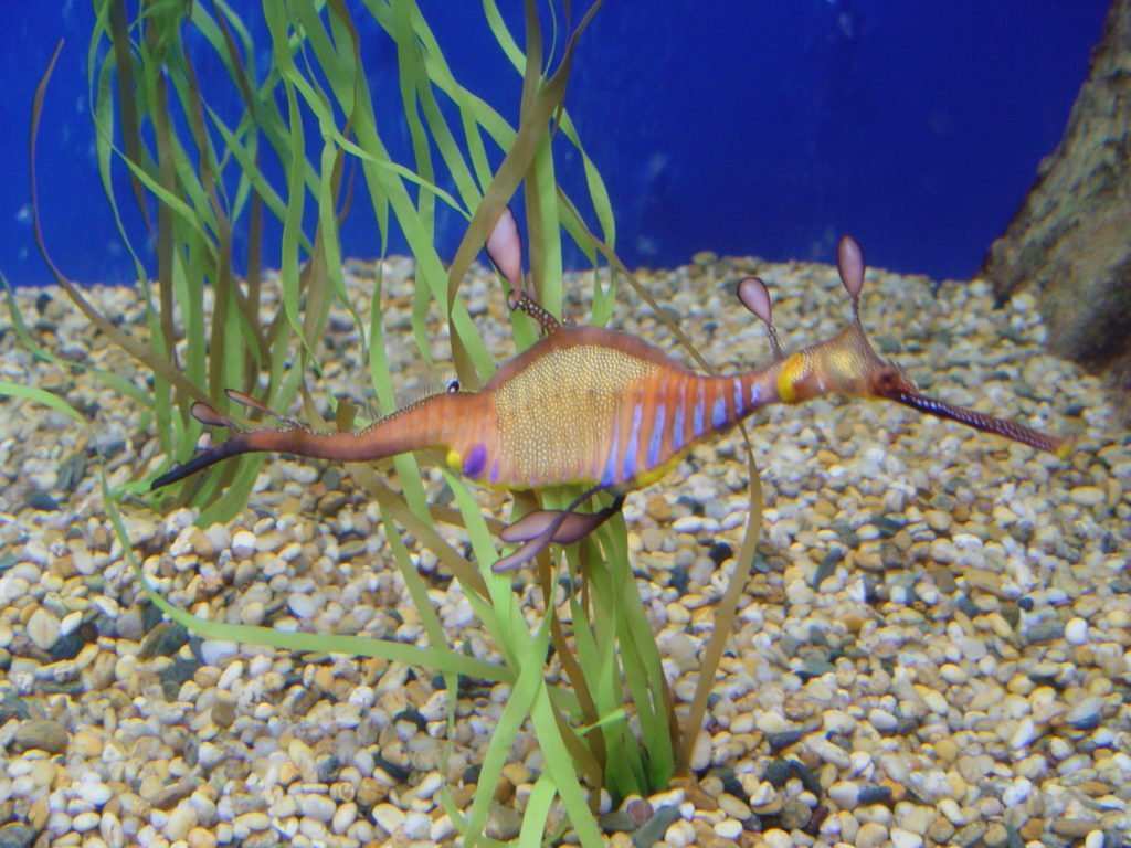 Phyllopteryx taeniolatus