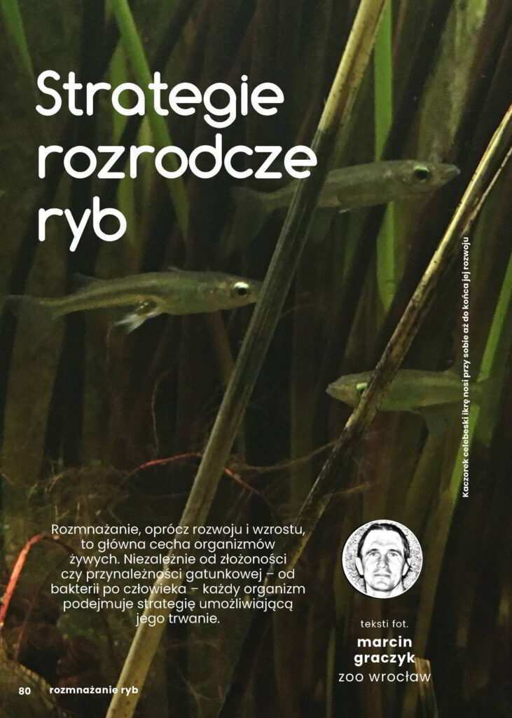 rozmnażanie ryb