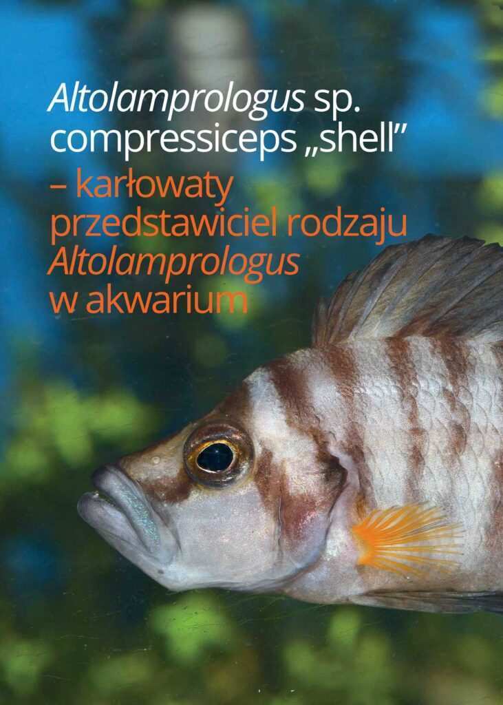 Altolamprologus