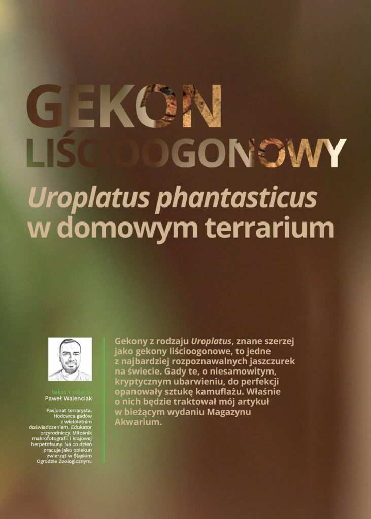 gekon