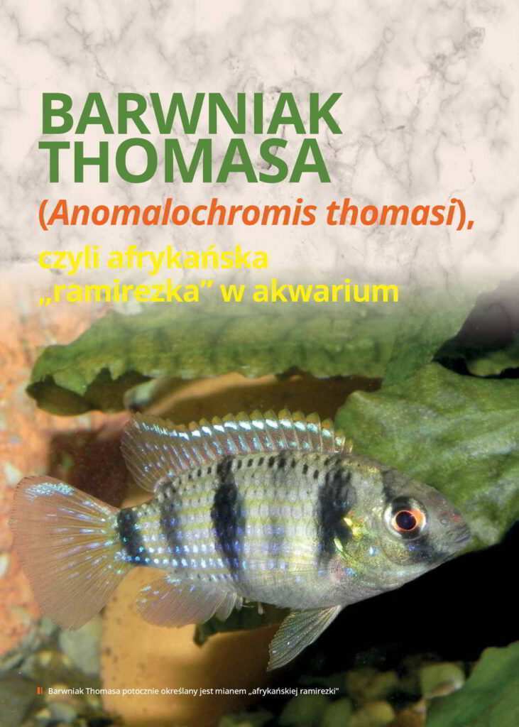 Barwniak Thomasa