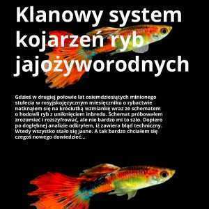 Klanowy system kojarzeń ryb jajożyworodnych