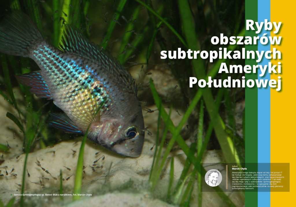 Ryby z rodzaju Gymnogeophagus