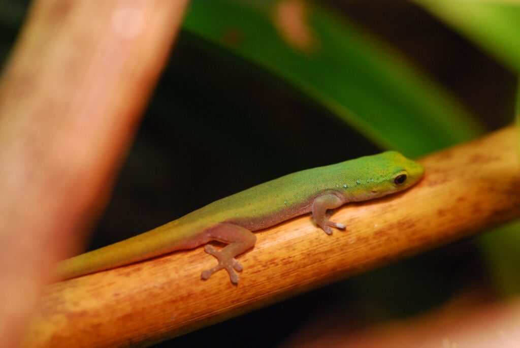 Gekon Lygodactylus conraui