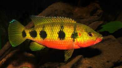 red devils Hemichromis fasciatus