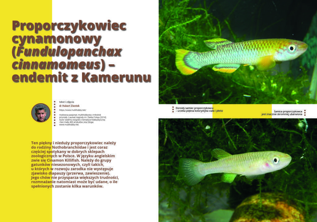 proporczykowiec cynamonowy
