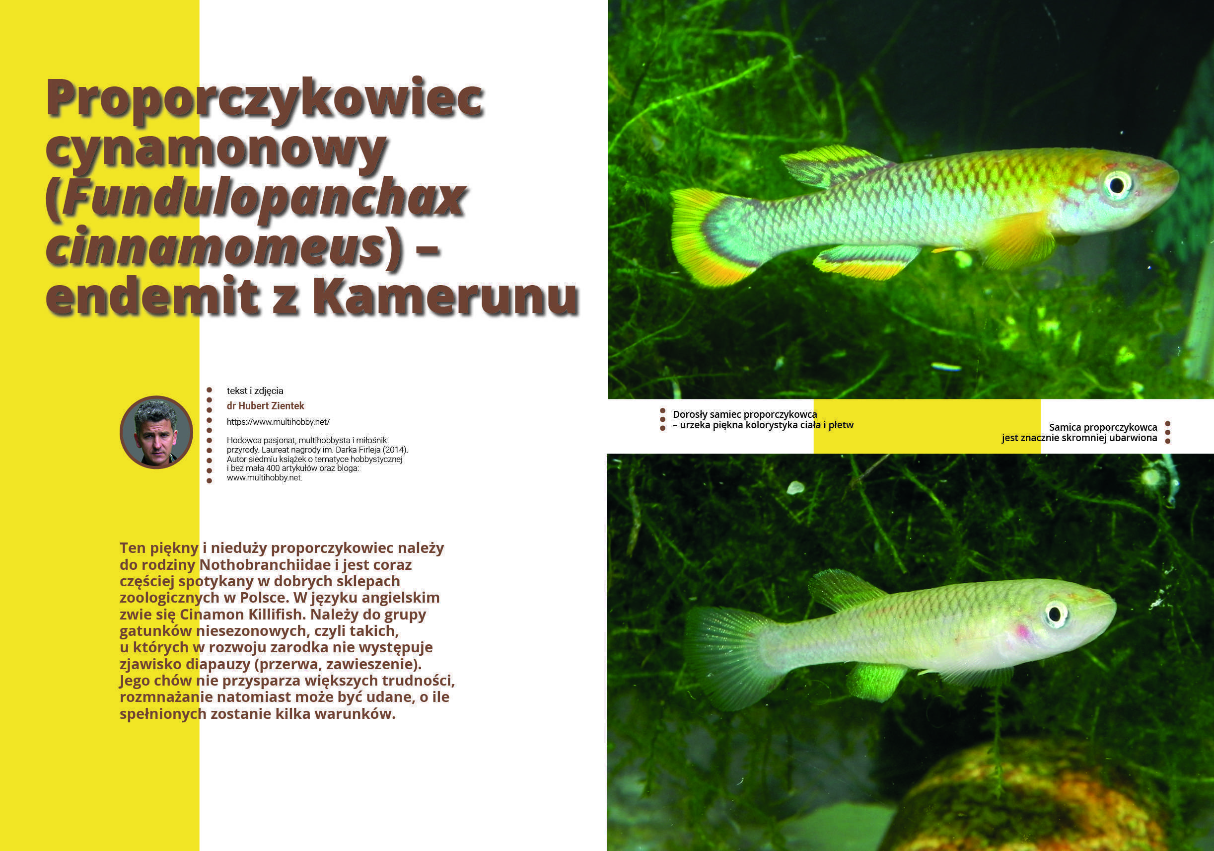 proporczykowiec cynamonowy