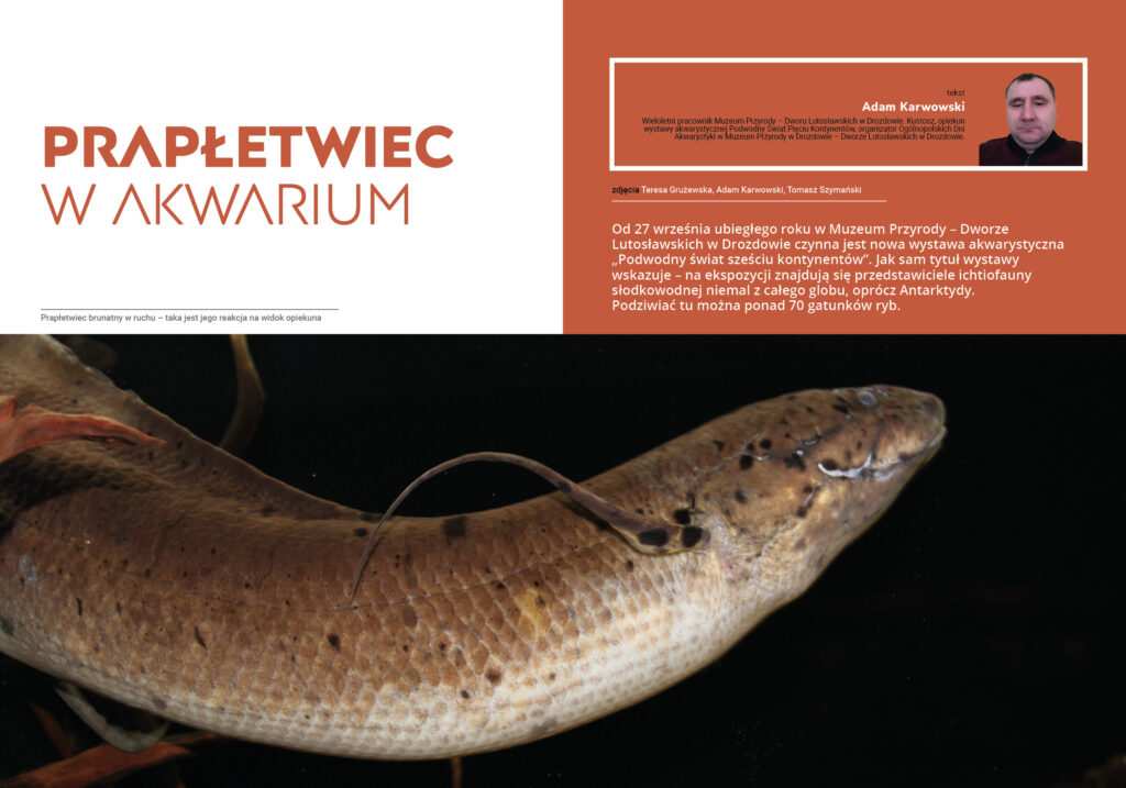 Prapłetwiec brunatny (Protopterus annectens)