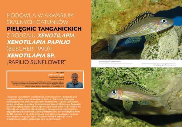 Xenotilapia papilio (Büscher, 1990) i Xenotilapia sp.