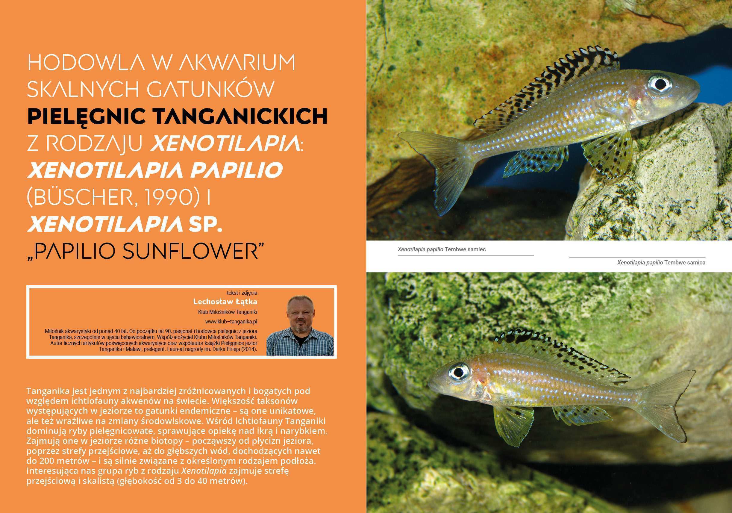 Xenotilapia papilio (Büscher, 1990) i Xenotilapia sp. - obrazek 1