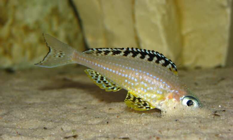 Xenotilapia papilio Tembwe